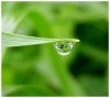 Giọt sương đợi chờ