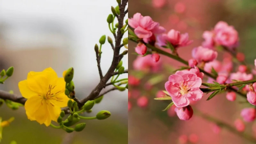 Hai bài thơ của Cát Đen: Thanh và Thịnh
